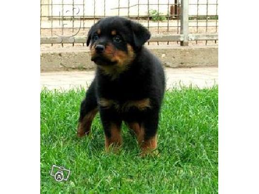 PoulaTo: Rottweiler